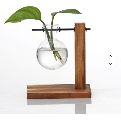Desktop Plant Terrarium with Wooden Stand