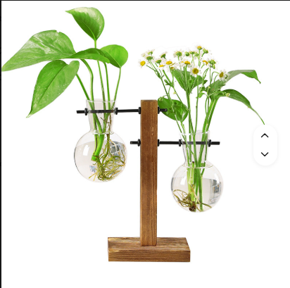Desktop Plant Terrarium with Wooden Stand
