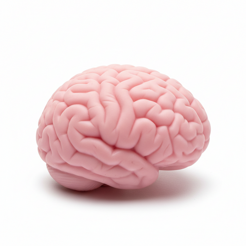 Brain Squishy Stress Relief & Halloween Toy